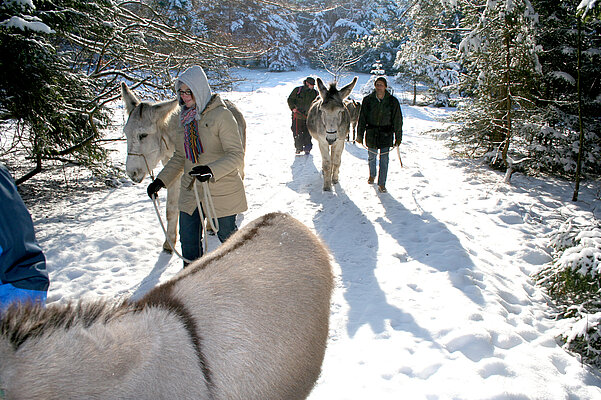 Winterliche Eselwanderung mit den Eseln der Asinella Eselfarm.