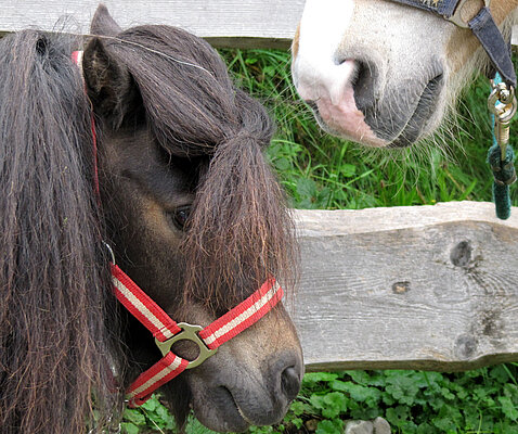 Gehalftertes braunes Pony mit schöner, langen Mähne.