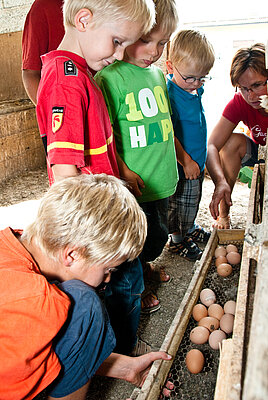 Kinder sammeln die frisch gelegten Eier im Hühnerstall ein.