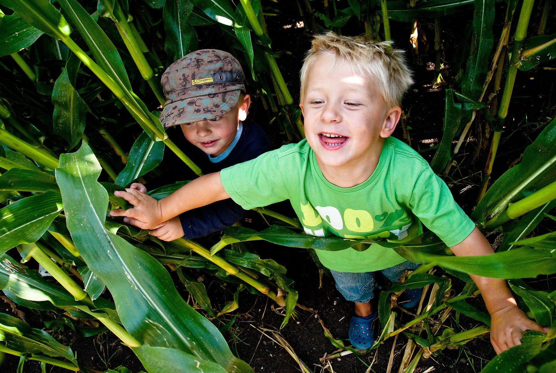 Zwei Jungs durchstreifen das meterhohe Maisfeld im Oderdinger Maislabyrinth.