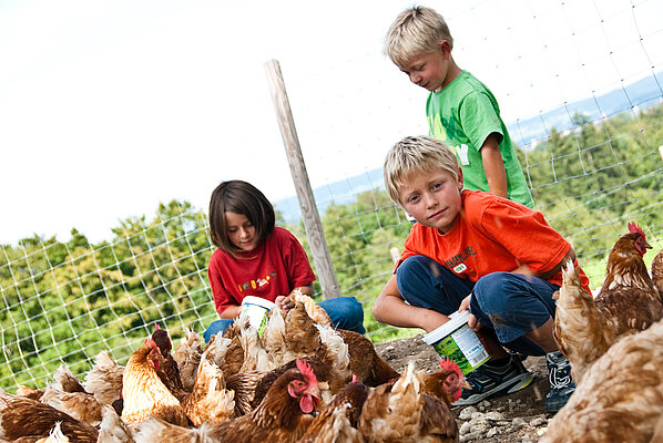 Drei Kinder füttern Hühner