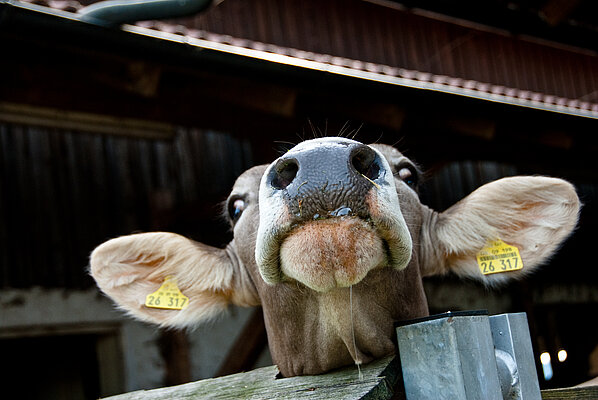 Eine Kuh schaut mit hochgestreckter Nase aus dem Kuhstall.