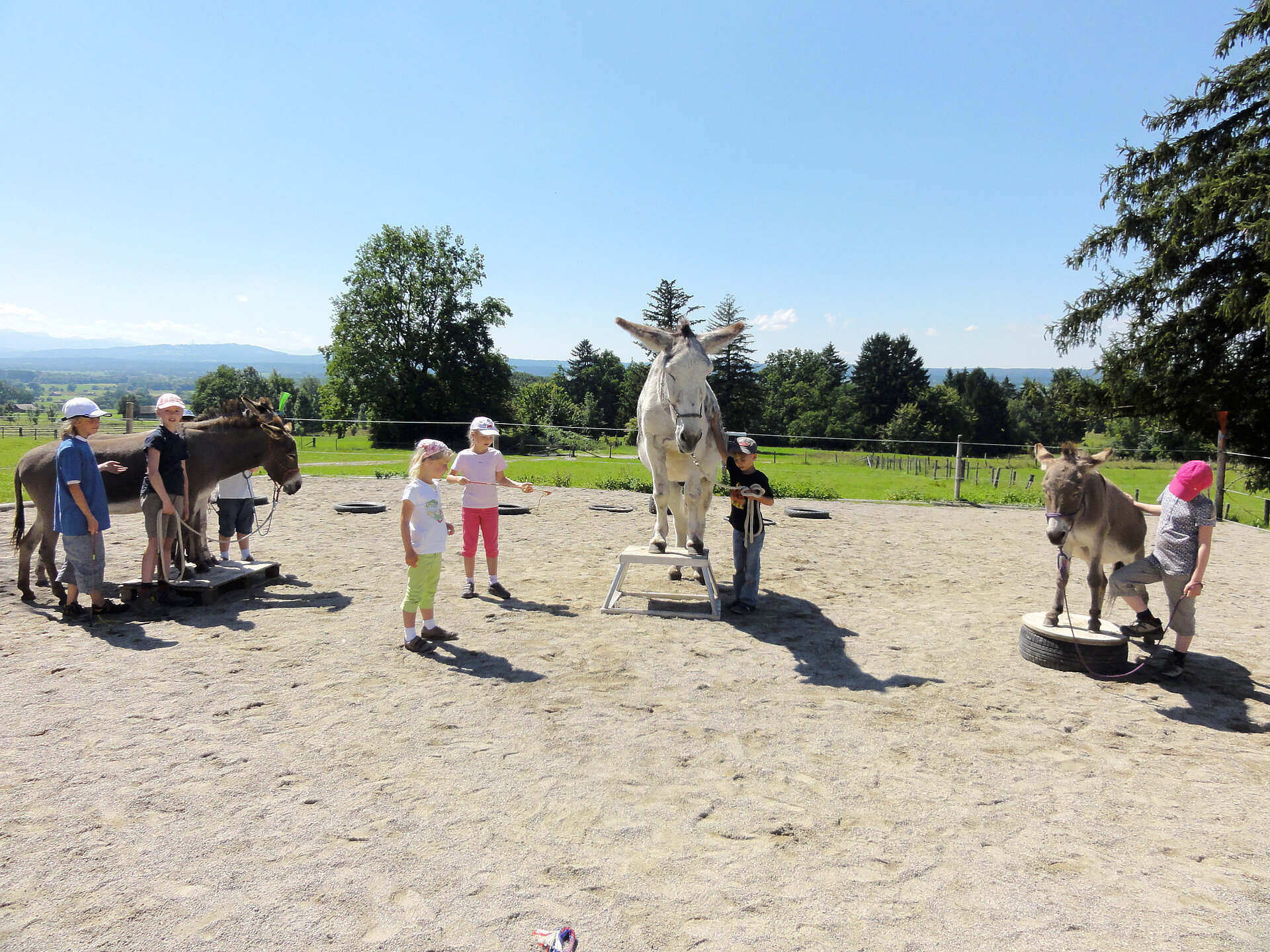 Kinder erleben einen Tag mit Eseln auf der Asinella Eselfarm.